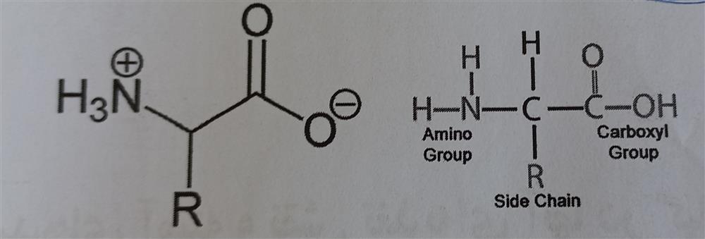دو ساختار مشابه از اسیدهای آمینه