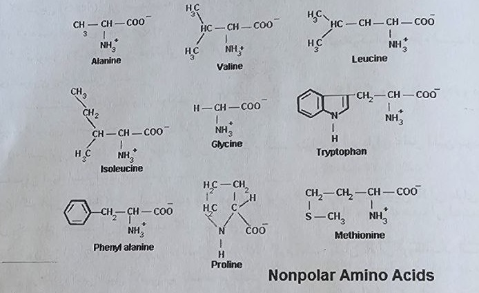 ساختار و فرمول شیمیایی اسید آمینه های غیر قطبی (آبگریز)