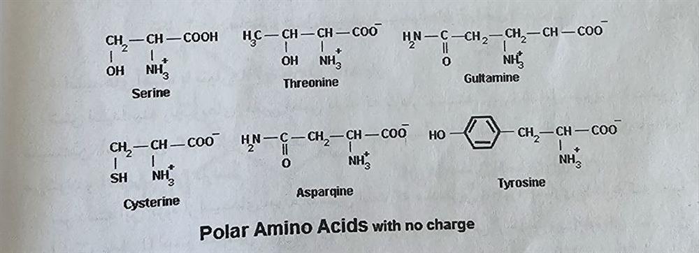  ساختار و فرمول شیمیایی اسیدآمینه های قطبی بدون بار عکس 