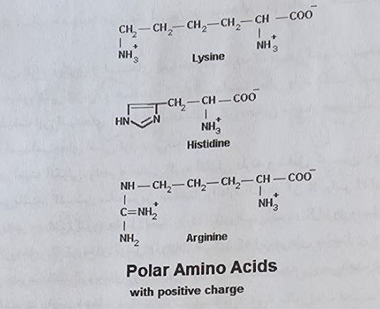 ساختار و فرمول شیمیایی اسید آمینه های قطبی با بار