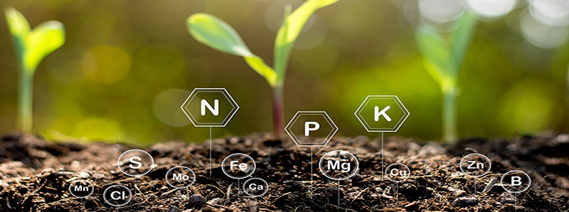 نقش مواد آلی در تغذیه گیاهان
