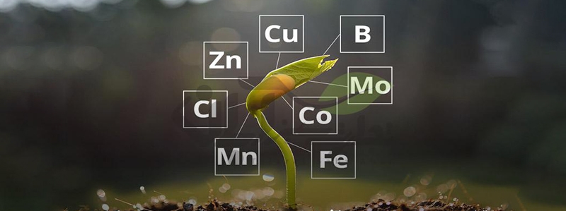 نقش کلاتها در تغذیه گیاهی